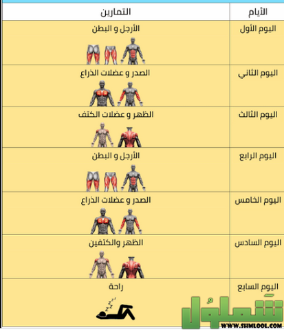 جدول تمارين كمال الأجسام للمبتدئين بالصور 2022 موقع شملول